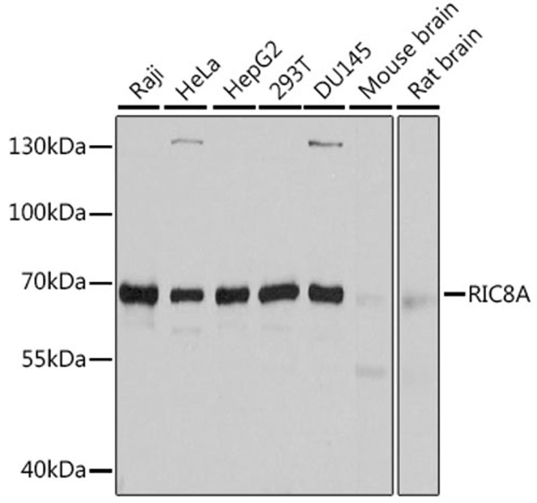 Western blot - RIC8A antibody (A10393)