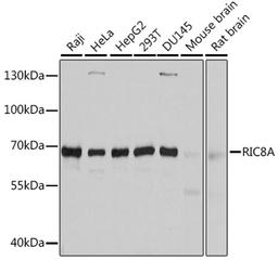 Western blot - RIC8A antibody (A10393)