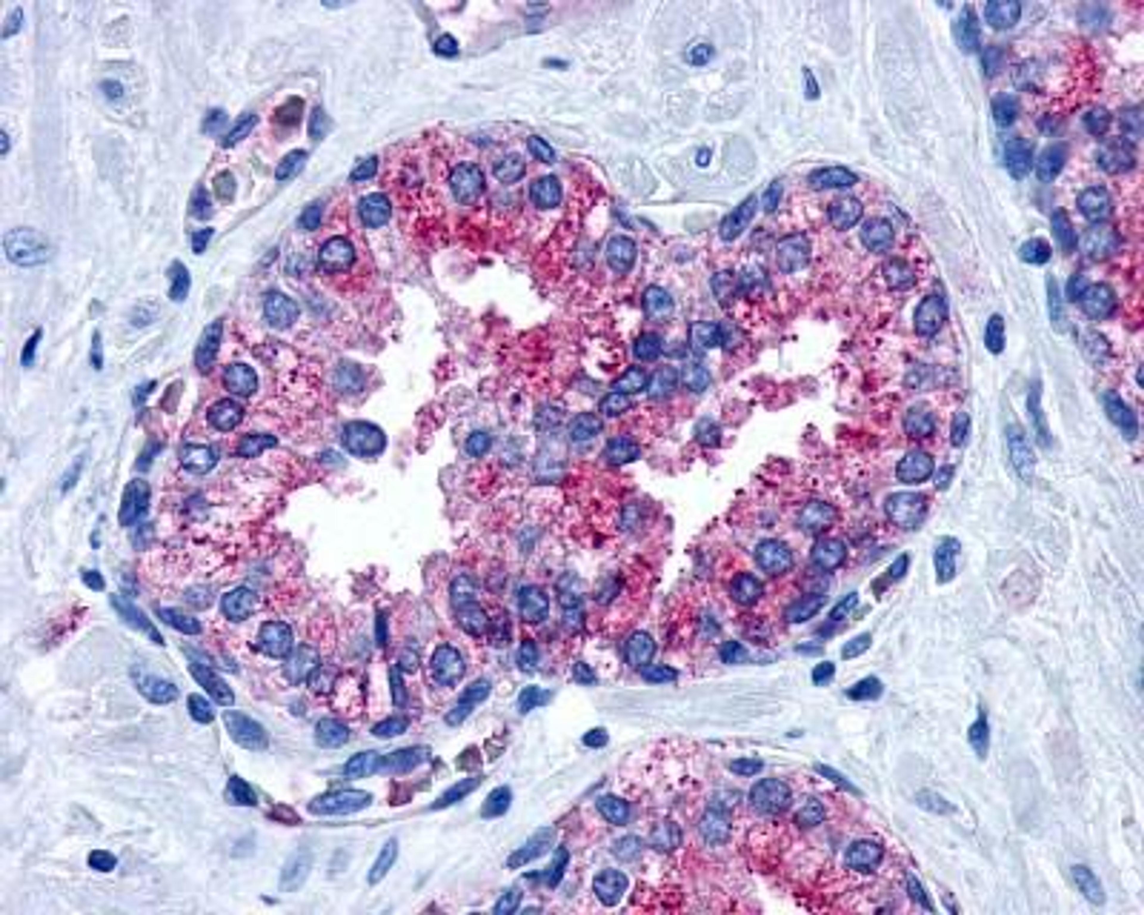 Immunohistochemistry-Paraffin: LPAR2/LPA2/EDG-4 Antibody [NLS1014] - Analysis of anti-EDG7 antibody with prostate.