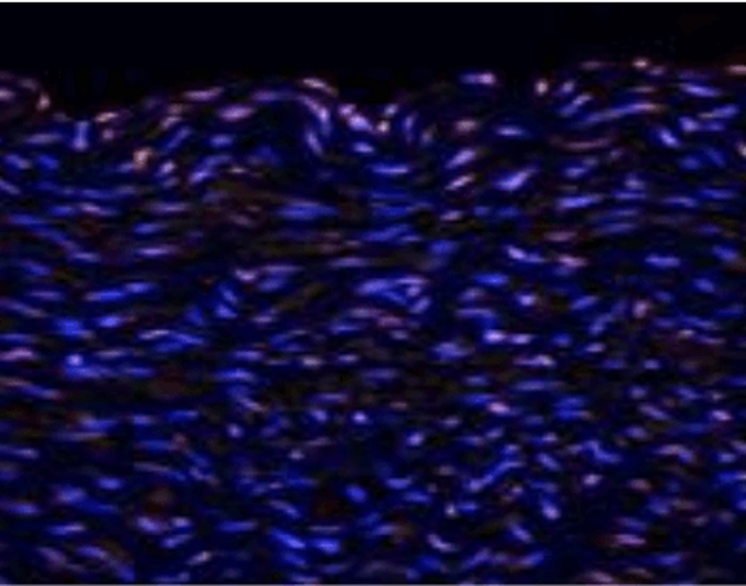 Immunofluorescence analysis of pig artery tissue using Tenomodulin antibody.