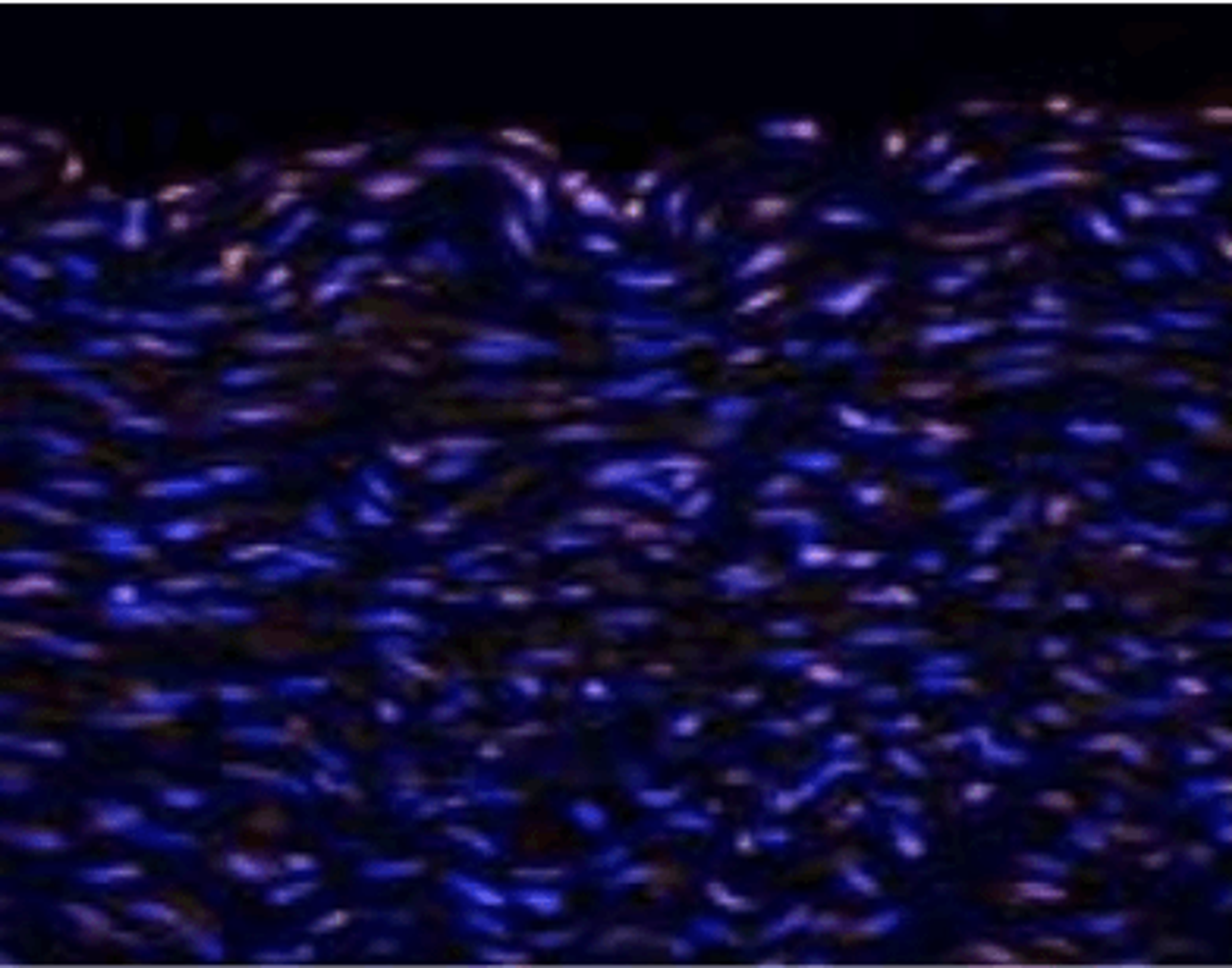 Immunofluorescence analysis of pig artery tissue using Tenomodulin antibody.