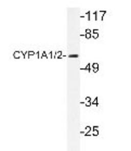 Western Blot: Cytochrome P450 1A1  Antibody [NBP1-19551] -  extracts from RAW264.7 cells.