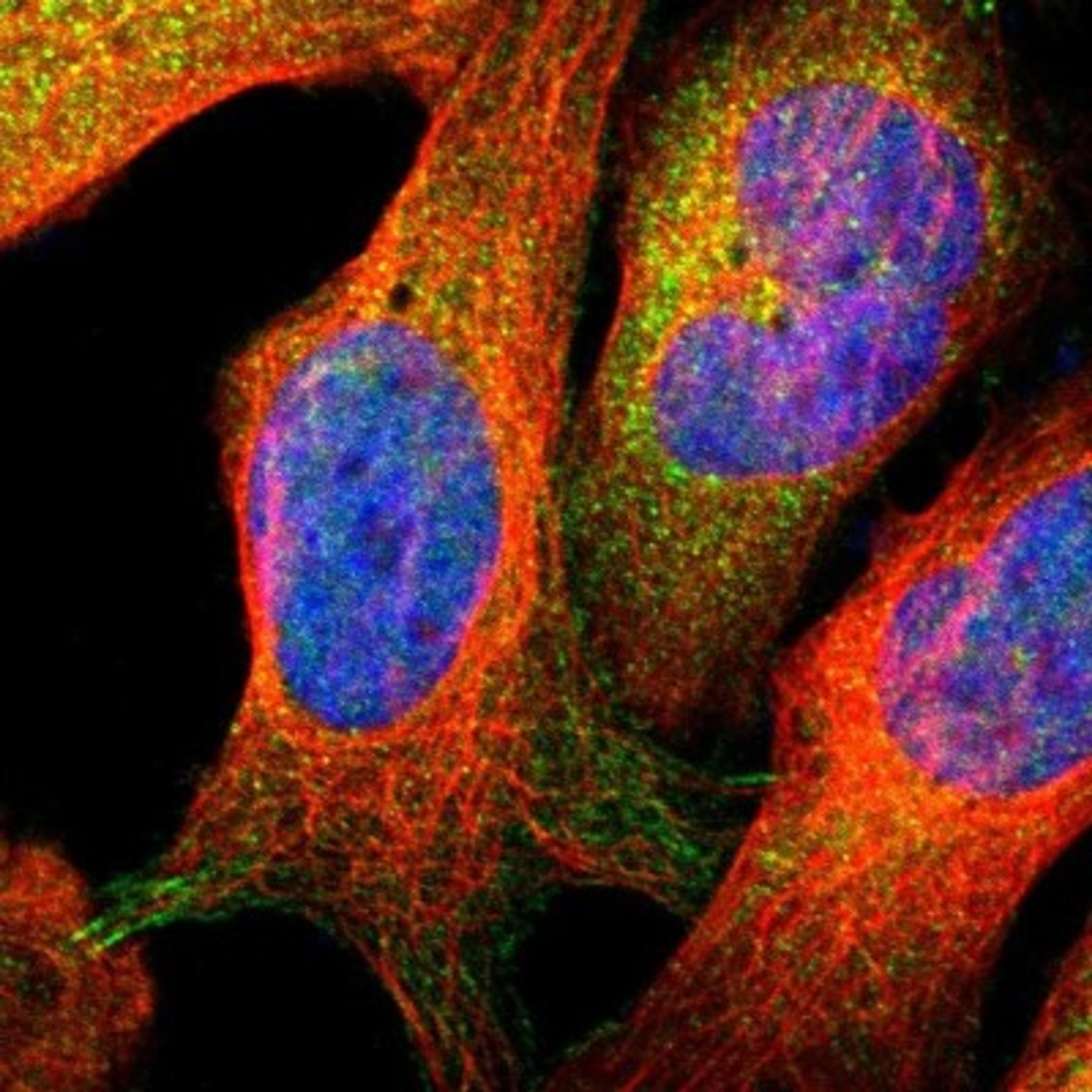 Immunofluorescence: TRIM25 Antibody [NBP1-84891] - Staining of human cell line U-2 OS shows positivity in nucleus but not nucleoli, cytoplasm & cell junctions.