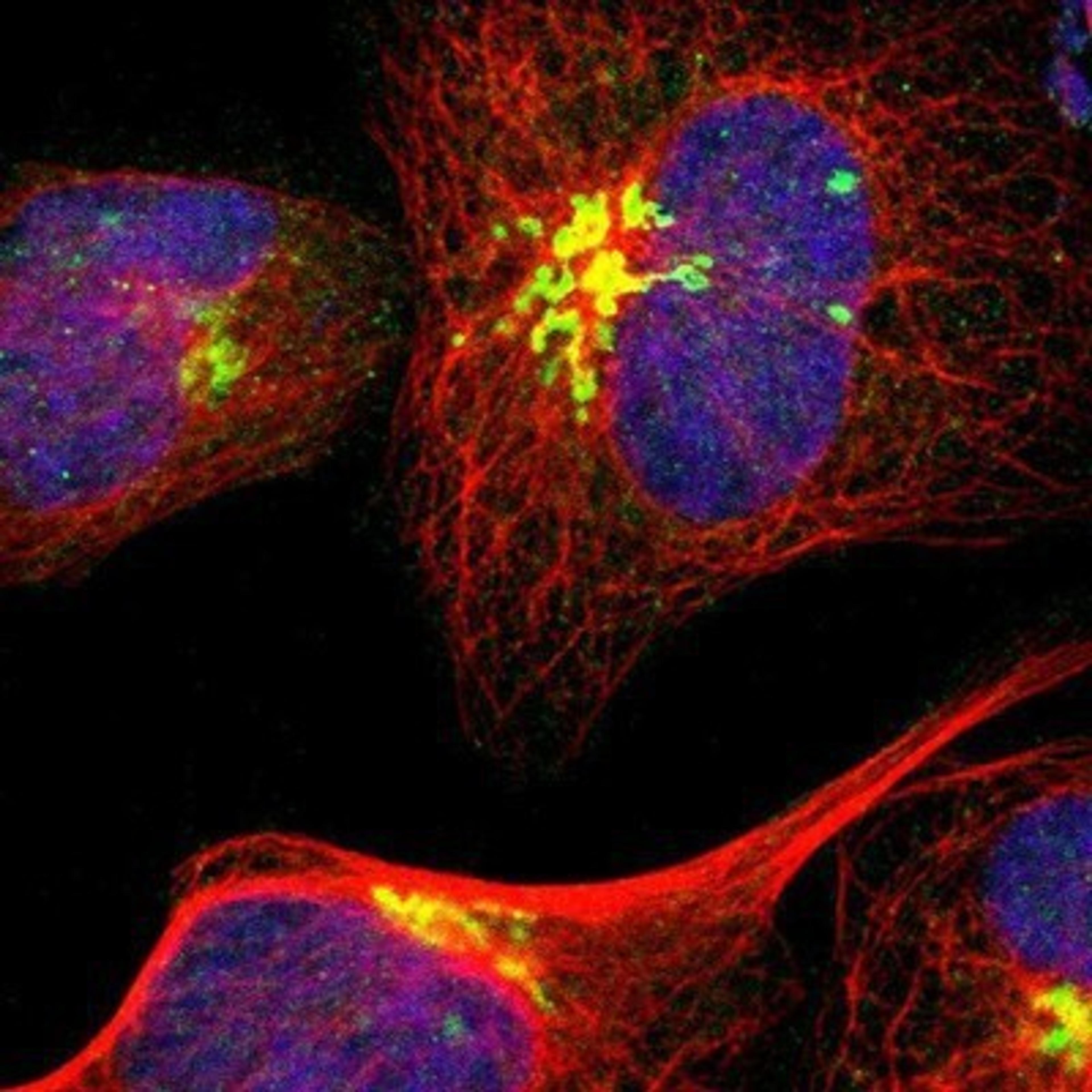 Immunocytochemistry/Immunofluorescence: GOLGA5 Antibody [NBP1-83352] - Staining of human cell line U-2 OS shows positivity in golgi.