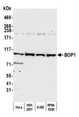 Detection of human BOP1 by western blot.