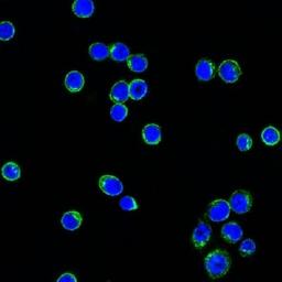 Immunofluorescence analysis of Ramos Cell using IGL antibody