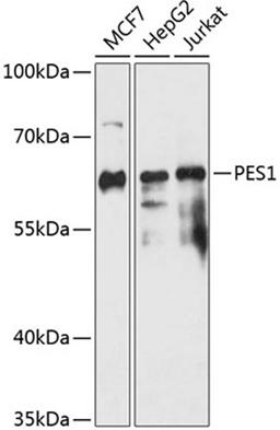 Western blot - PES1 antibody (A14506)