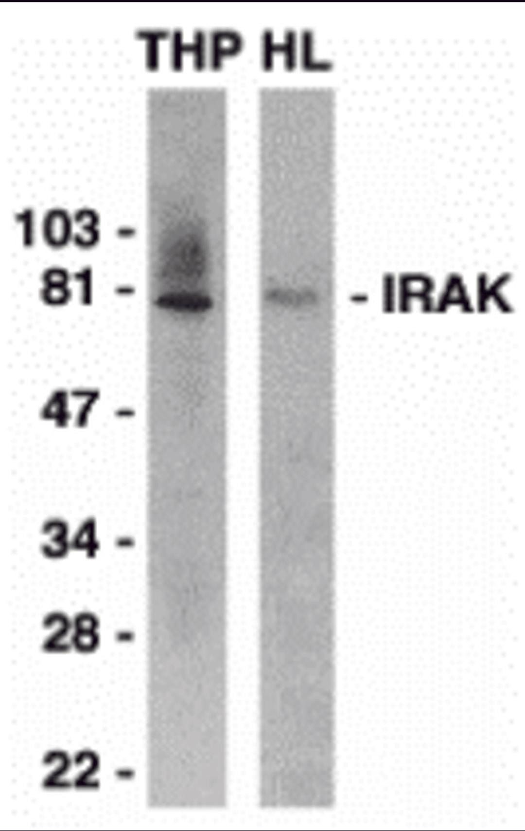 Western blot analysis of IRAK in THP-1 (THP) and HeLa (HL) whole cell lysates with IRAK antibody 1 &#956;g/mL.