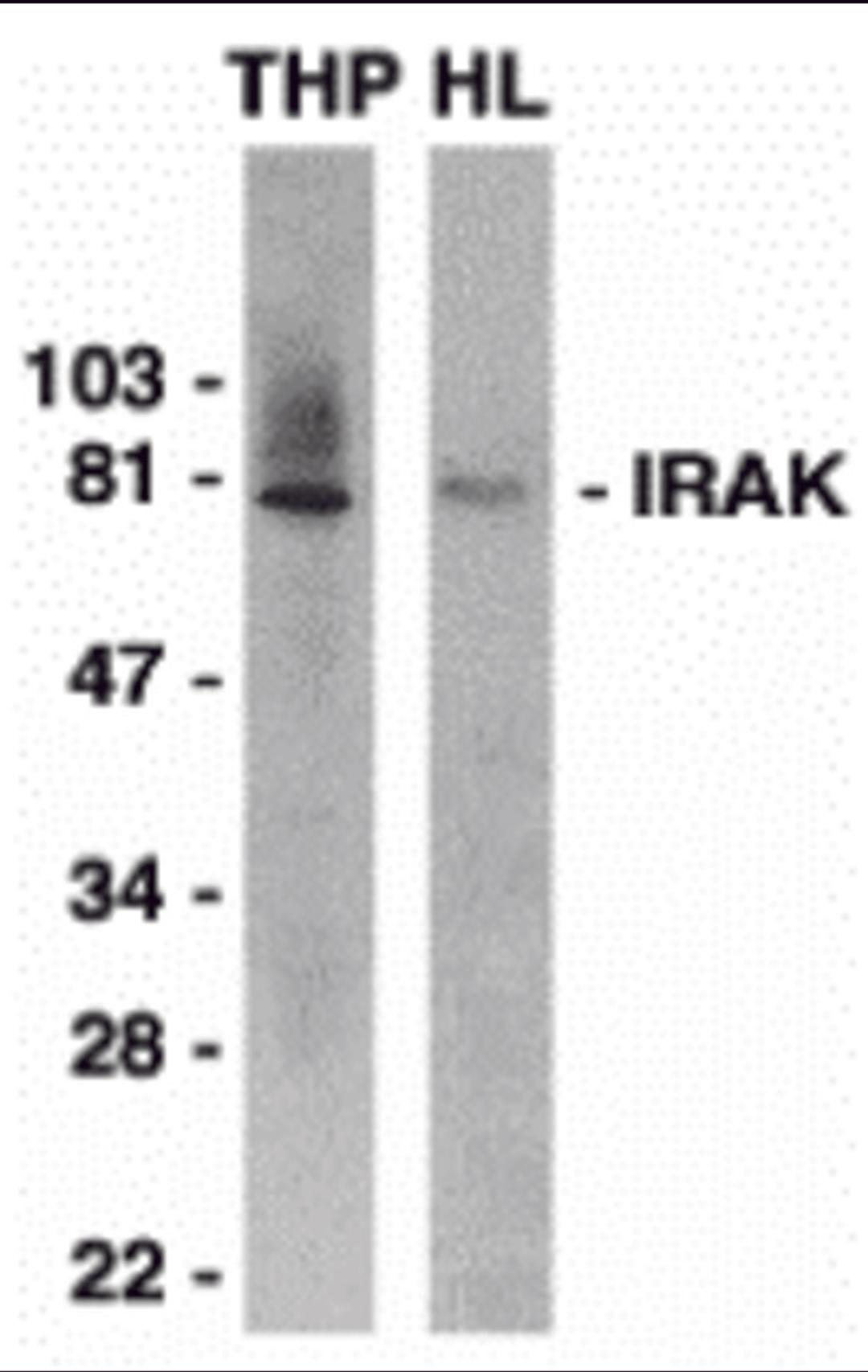 Western blot analysis of IRAK in THP-1 (THP) and HeLa (HL) whole cell lysates with IRAK antibody 1 μg/mL.