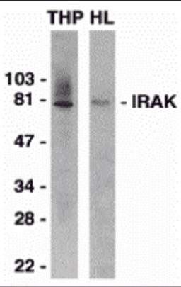 Western blot analysis of IRAK in THP-1 (THP) and HeLa (HL) whole cell lysates with IRAK antibody 1 μg/mL.