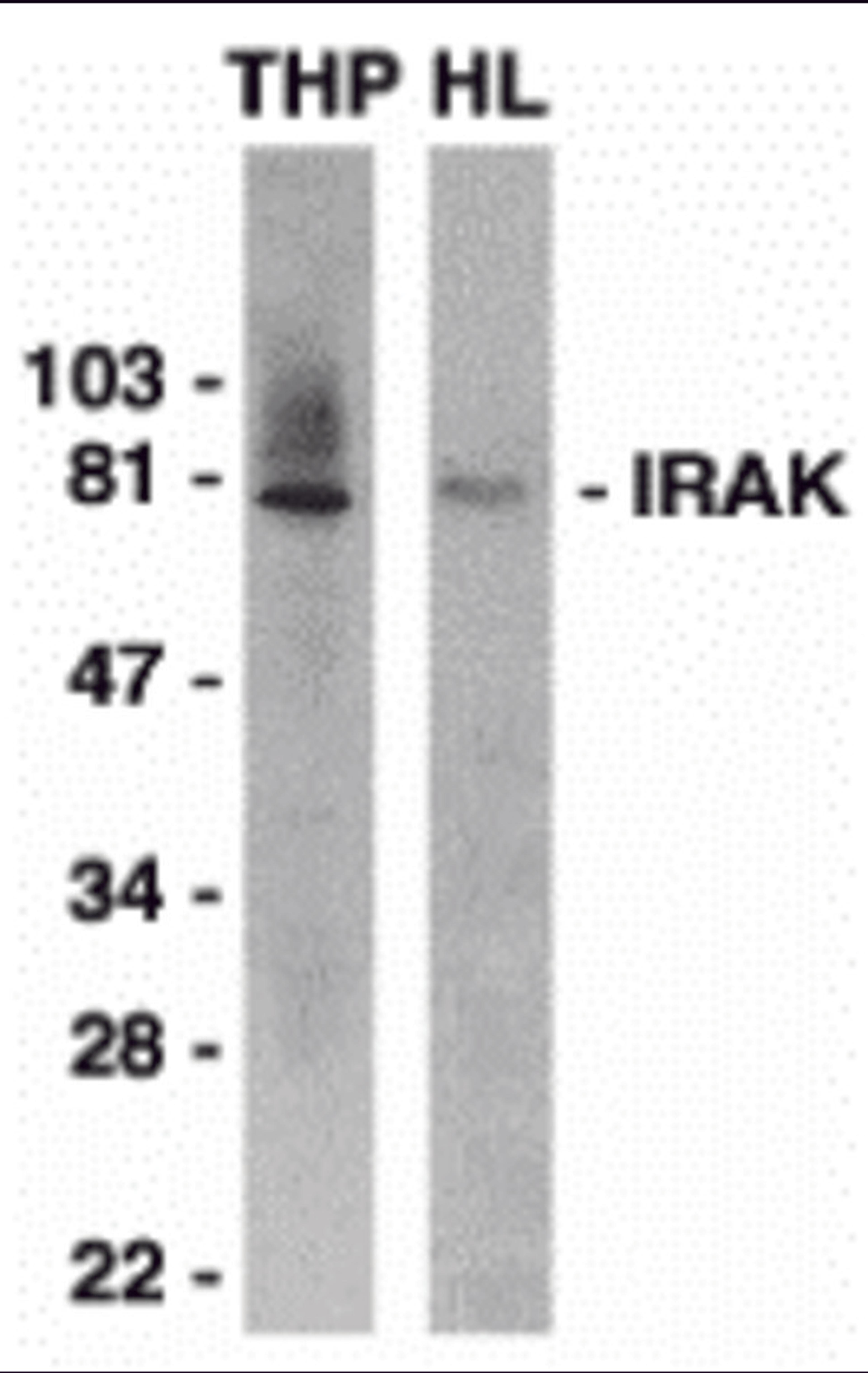 Western blot analysis of IRAK in THP-1 (THP) and HeLa (HL) whole cell lysates with IRAK antibody 1 μg/mL.