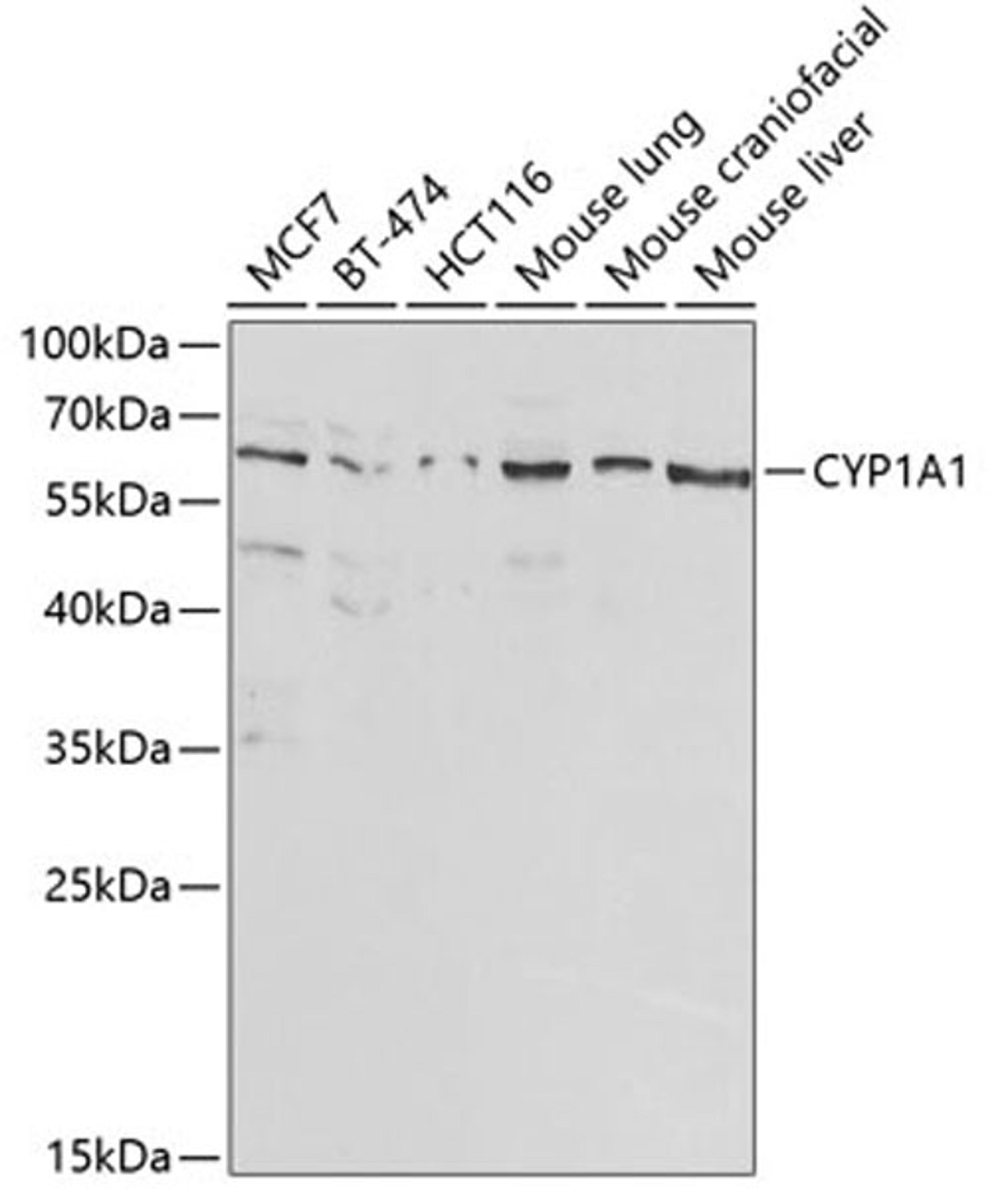 Western blot - CYP1A1 antibody (A2159)