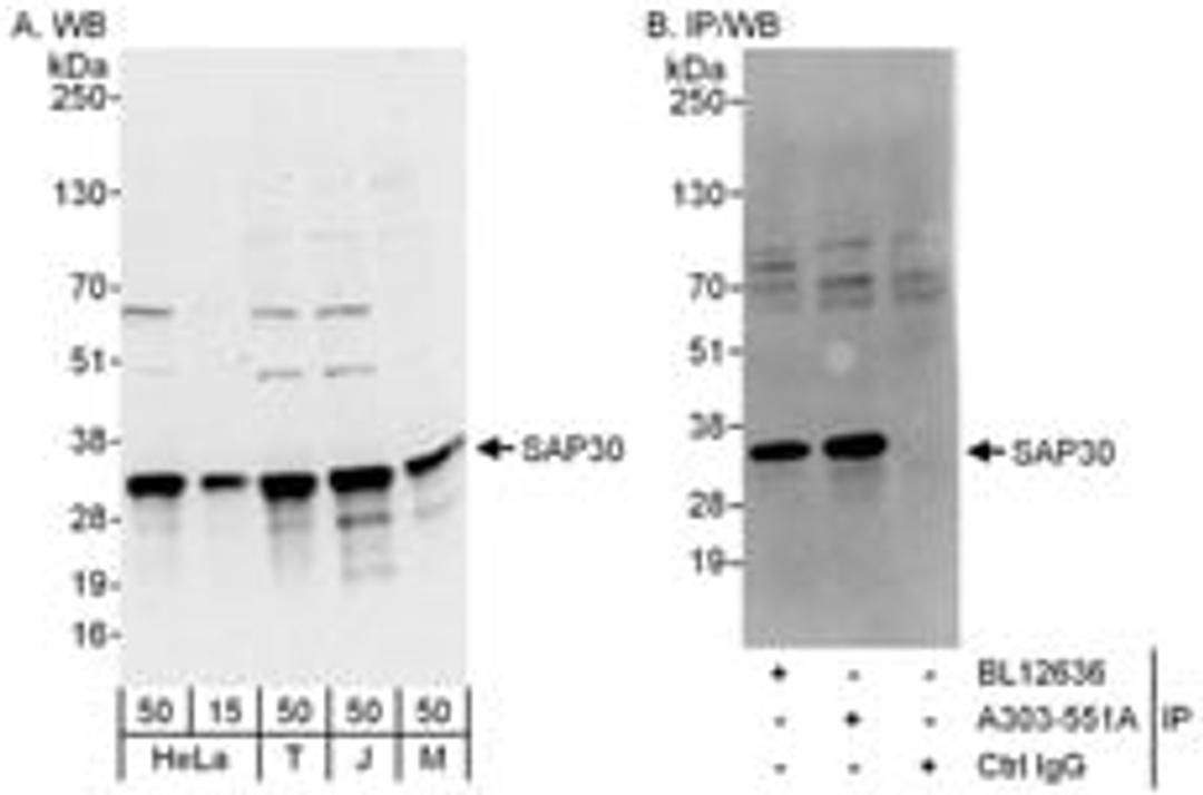 Detection of human and mouse SAP30 by western blot (h and m) and immunoprecipitation (h).