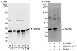 Detection of human and mouse SAP30 by western blot (h and m) and immunoprecipitation (h).