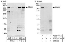 Detection of human and mouse EDD1 by western blot (h&m) and immunoprecipitation (h).