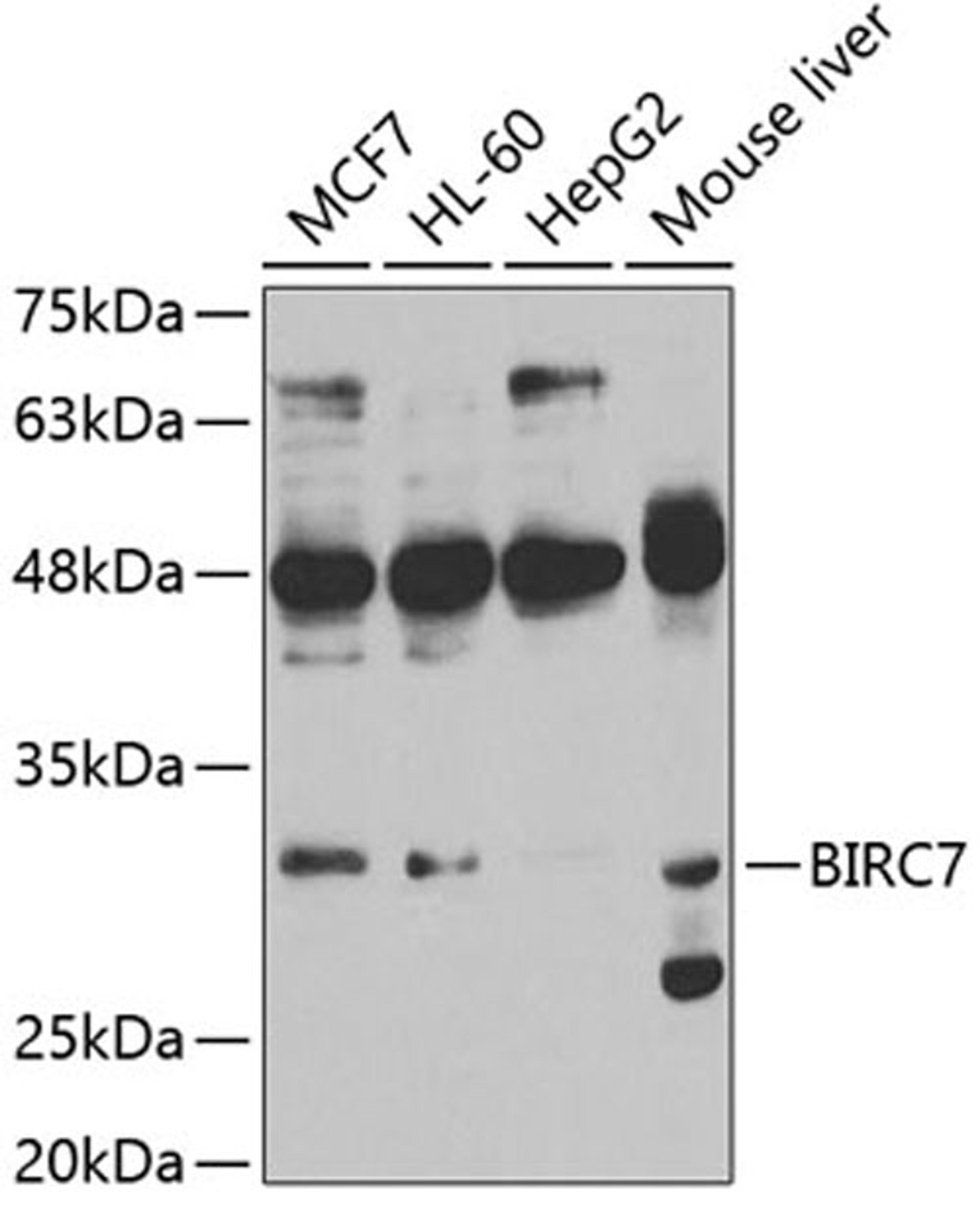 Western blot - BIRC7 antibody (A5736)