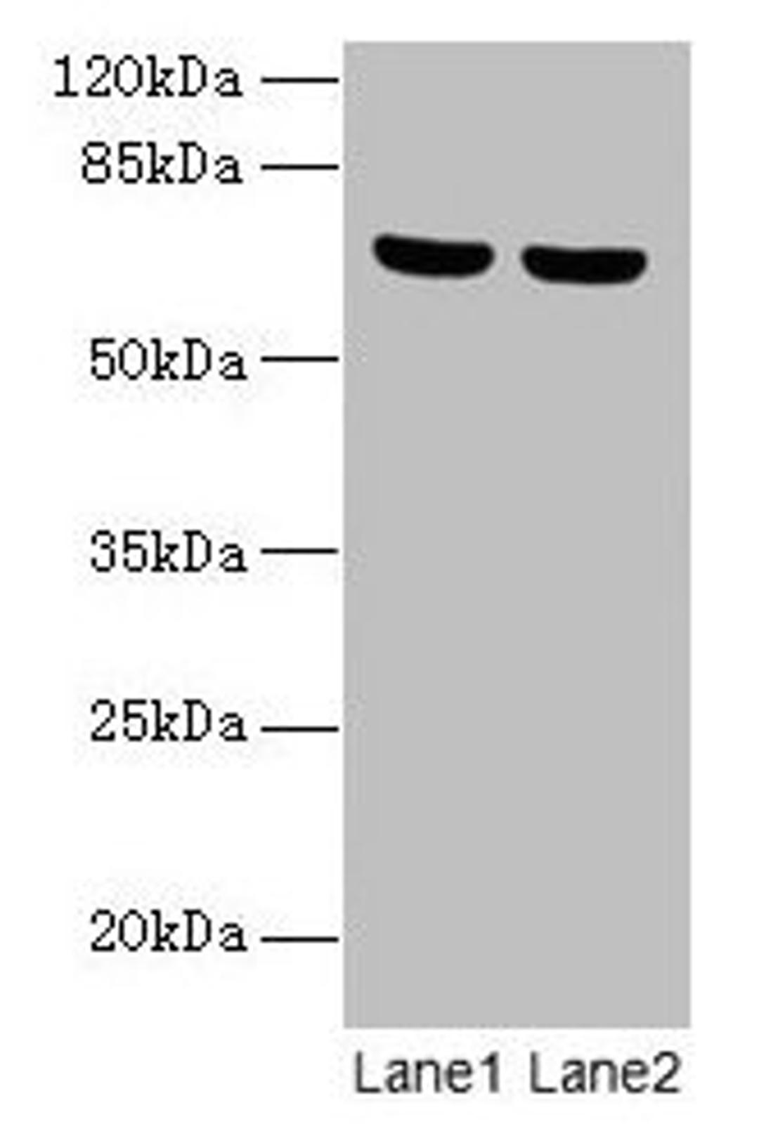 Western blot. All lanes: SYTL3 antibody at 5µg/ml. Lane 1: A549 whole cell lysate. Lane 2: THP-1 whole cell lysate. Secondary. Goat polyclonal to rabbit IgG at 1/10000 dilution. Predicted band size: 69, 61 kDa. Observed band size: 69 kDa