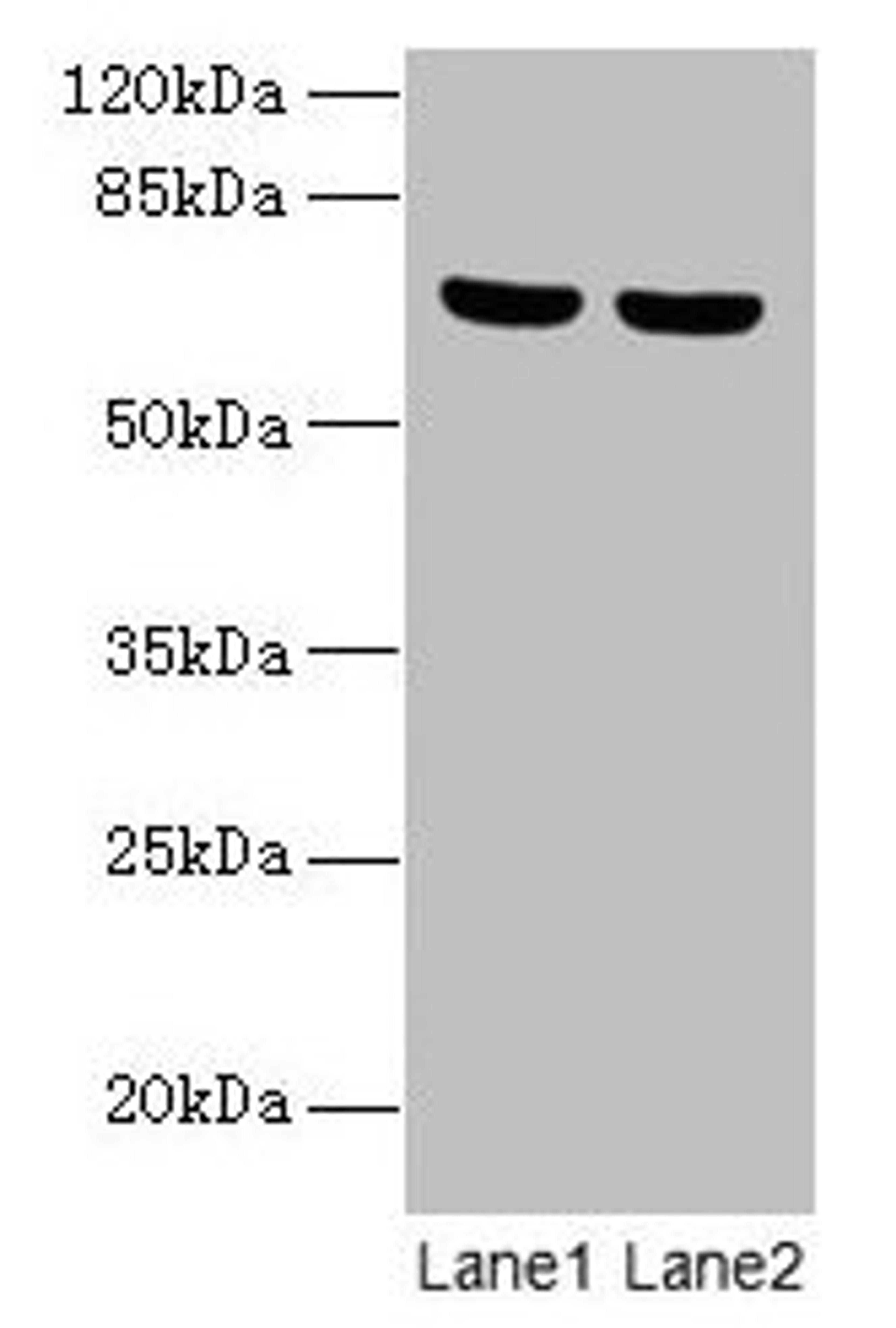 Western blot. All lanes: SYTL3 antibody at 5µg/ml. Lane 1: A549 whole cell lysate. Lane 2: THP-1 whole cell lysate. Secondary. Goat polyclonal to rabbit IgG at 1/10000 dilution. Predicted band size: 69, 61 kDa. Observed band size: 69 kDa