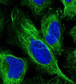 Immunocytochemistry/Immunofluorescence: COL11A1 Antibody [NBP2-33642] - Staining of human cell line U-2 OS shows positivity in microtubules. Antibody staining is shown in green.