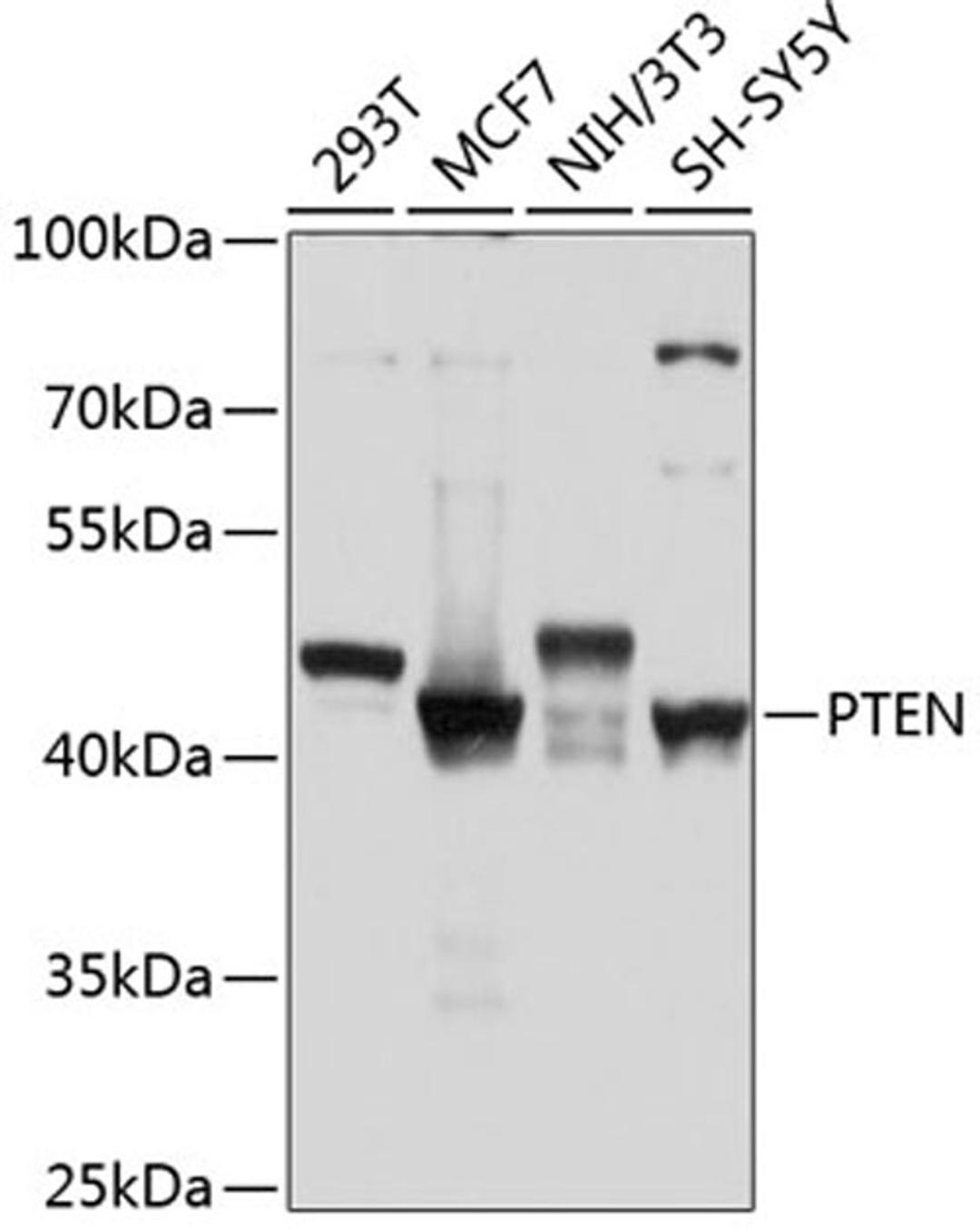 Western blot - PTEN antibody (A11189)