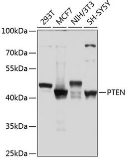 Western blot - PTEN antibody (A11189)