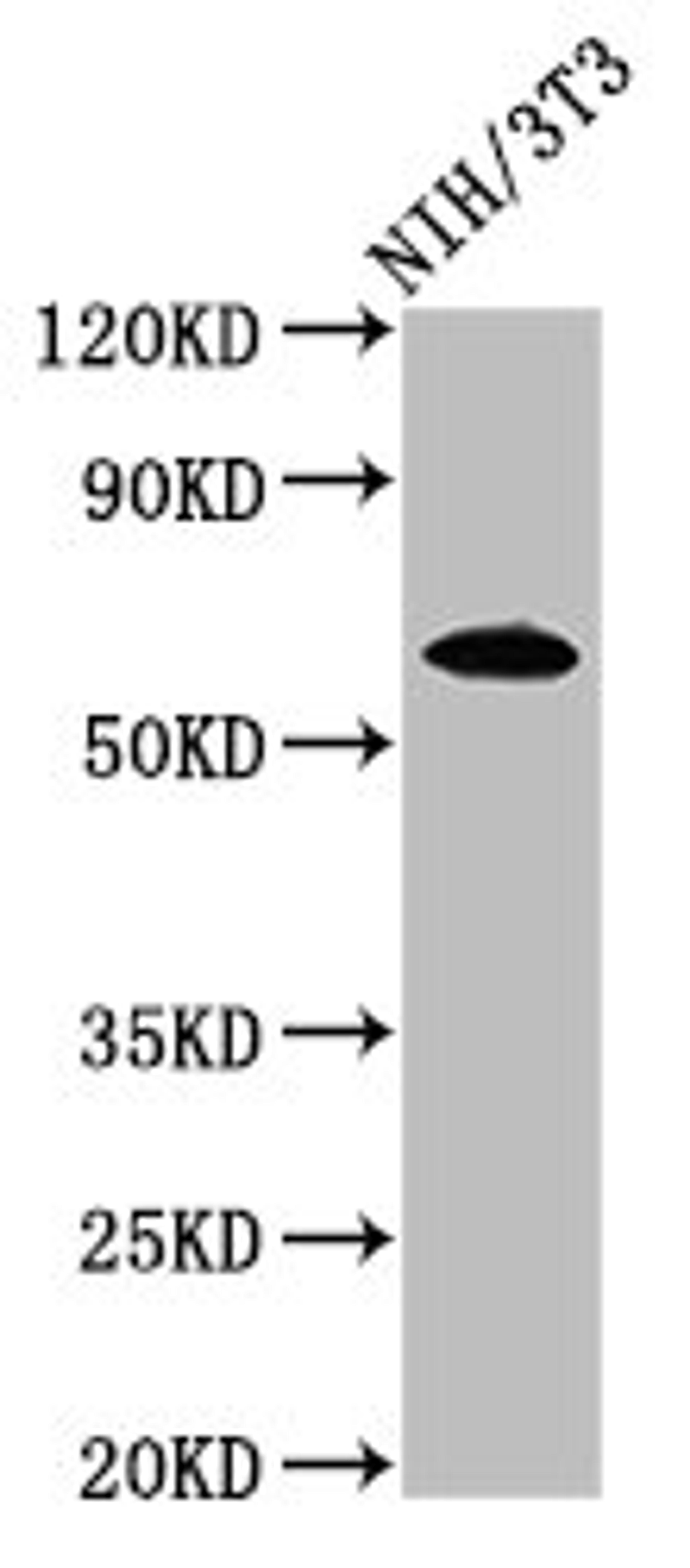 Western Blot. Positive WB detected in: NIH/3T3 whole cell lysate. All lanes: IVL antibody at 3.2ug/ml. Secondary. Goat polyclonal to rabbit IgG at 1/50000 dilution. Predicted band size: 69 kDa. Observed band size: 69 kDa.