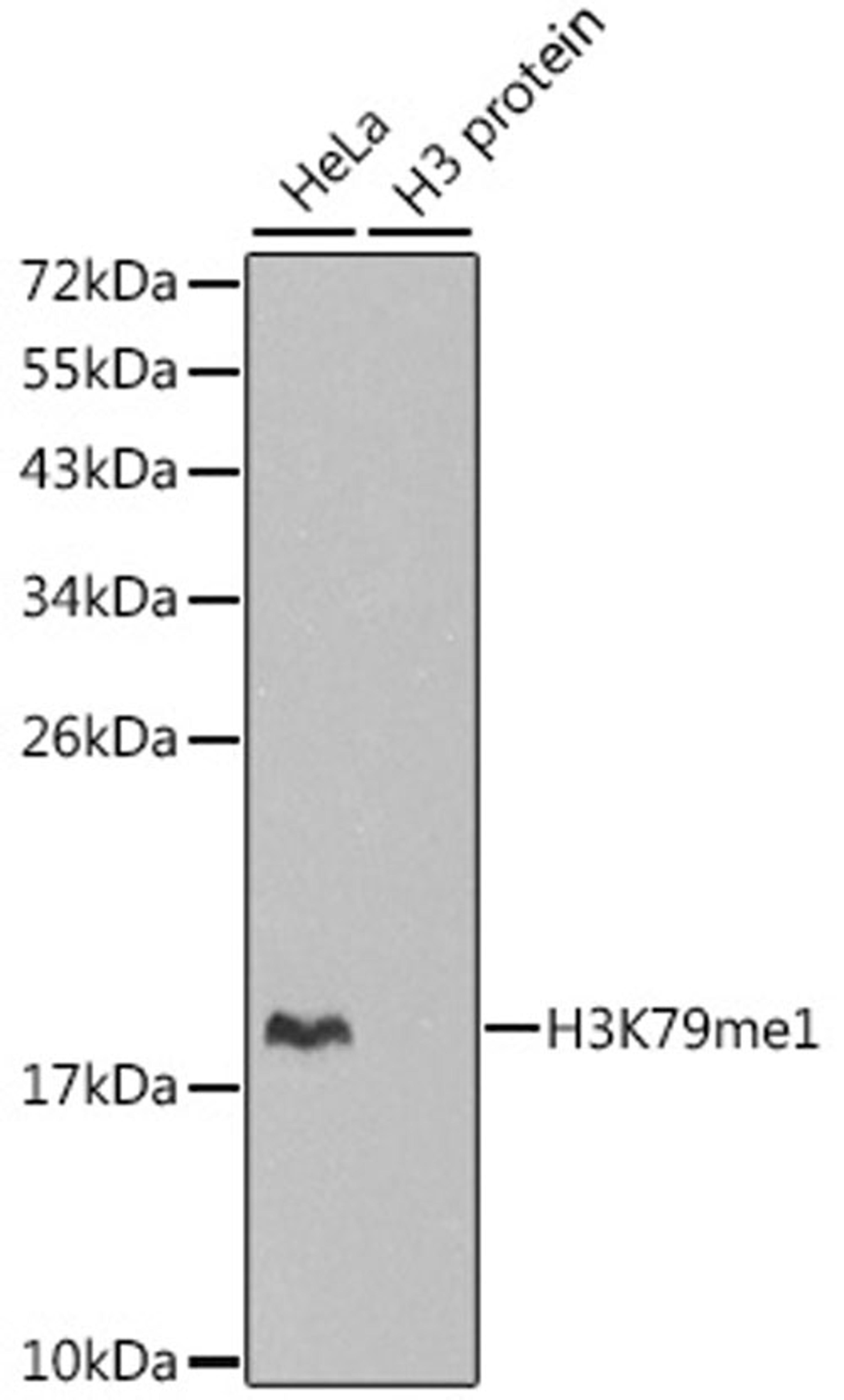 Western blot - MonoMethyl-Histone H3-K79 antibody (A2367)