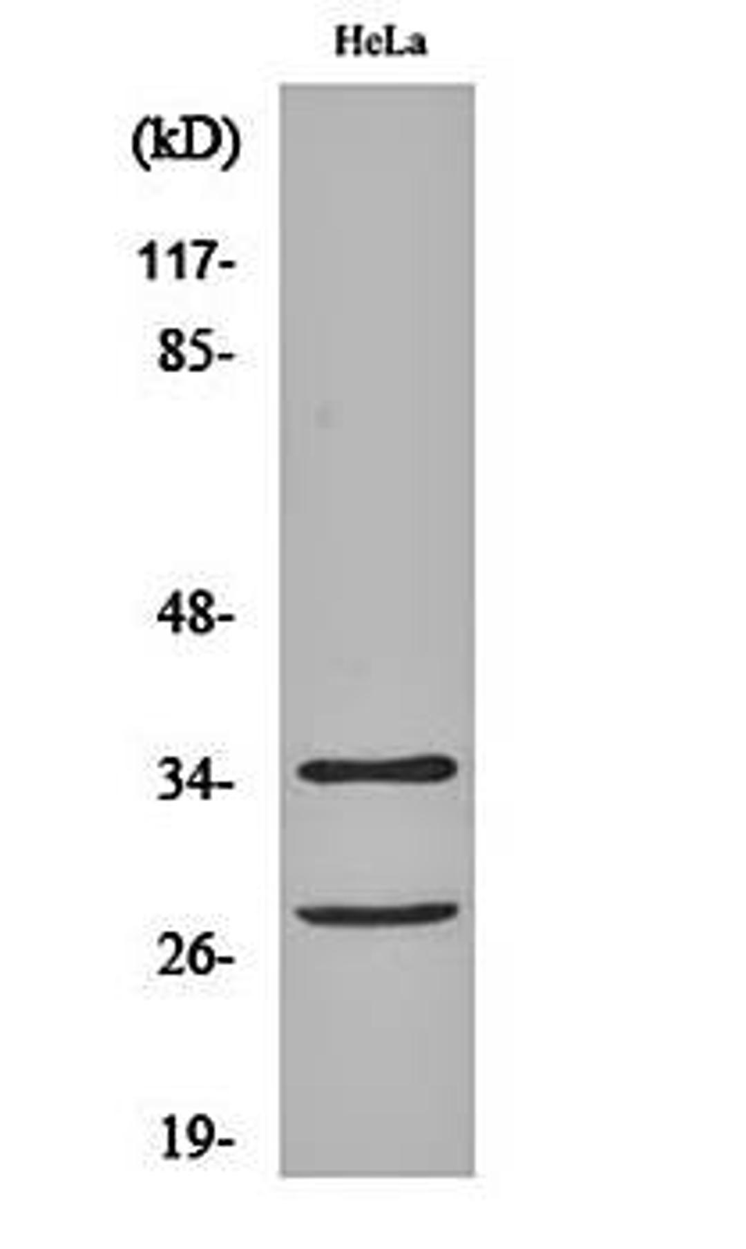 Western blot analysis of Hela cell lysates using Cleaved-Caspase-6 p18 (D162) antibody