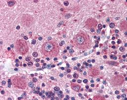 Immunohistochemistry staining of DISC1 in cerebellum tissue using DISC1 Antibody.