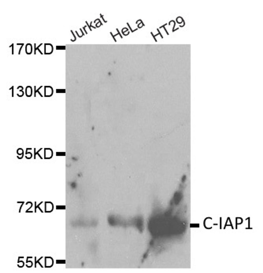 Western blot analysis of cell lysates using Rabbit anti C-IAP1 antibody