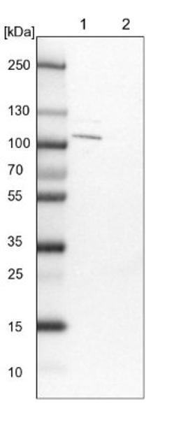 Western Blot: EHBP1 Antibody [NBP1-93614] - Lane 1: NIH-3T3 cell lysate (Mouse embryonic fibroblast cells)<br/>Lane 2: NBT-II cell lysate (Rat Wistar bladder tumour cells)