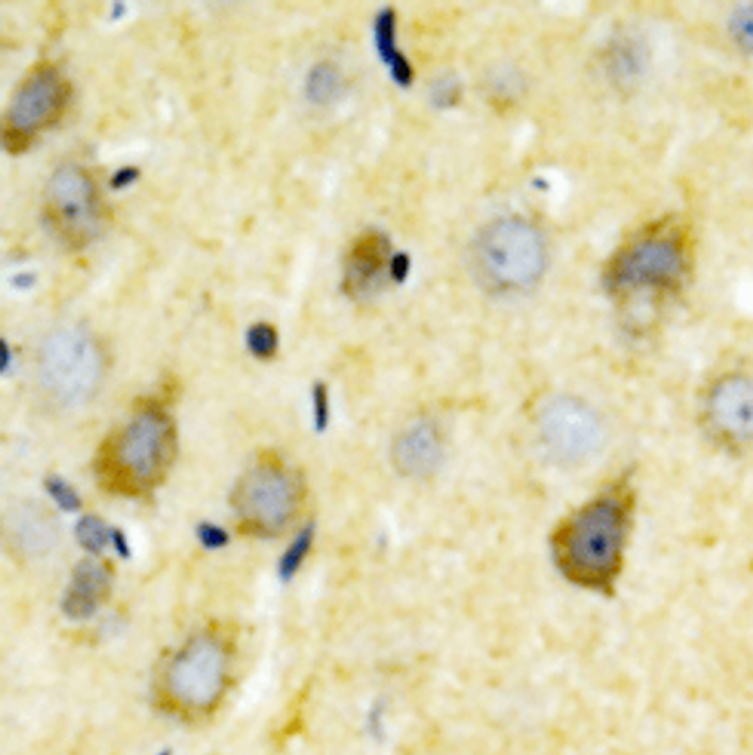 Immunohistochemical staining of human brain using GRIN2B (Phospho-Y1336) antibody