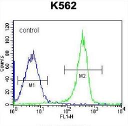 Flow Cytometry: Cytokeratin 12 Antibody [NBP2-34843] - KRT12 Antibody (C-term) flow cytometry of K562 cells (right histogram) compared to a negative control cell (left histogram). FITC-conjugated goat-anti-rabbit secondary antibodies were used for the analysis.