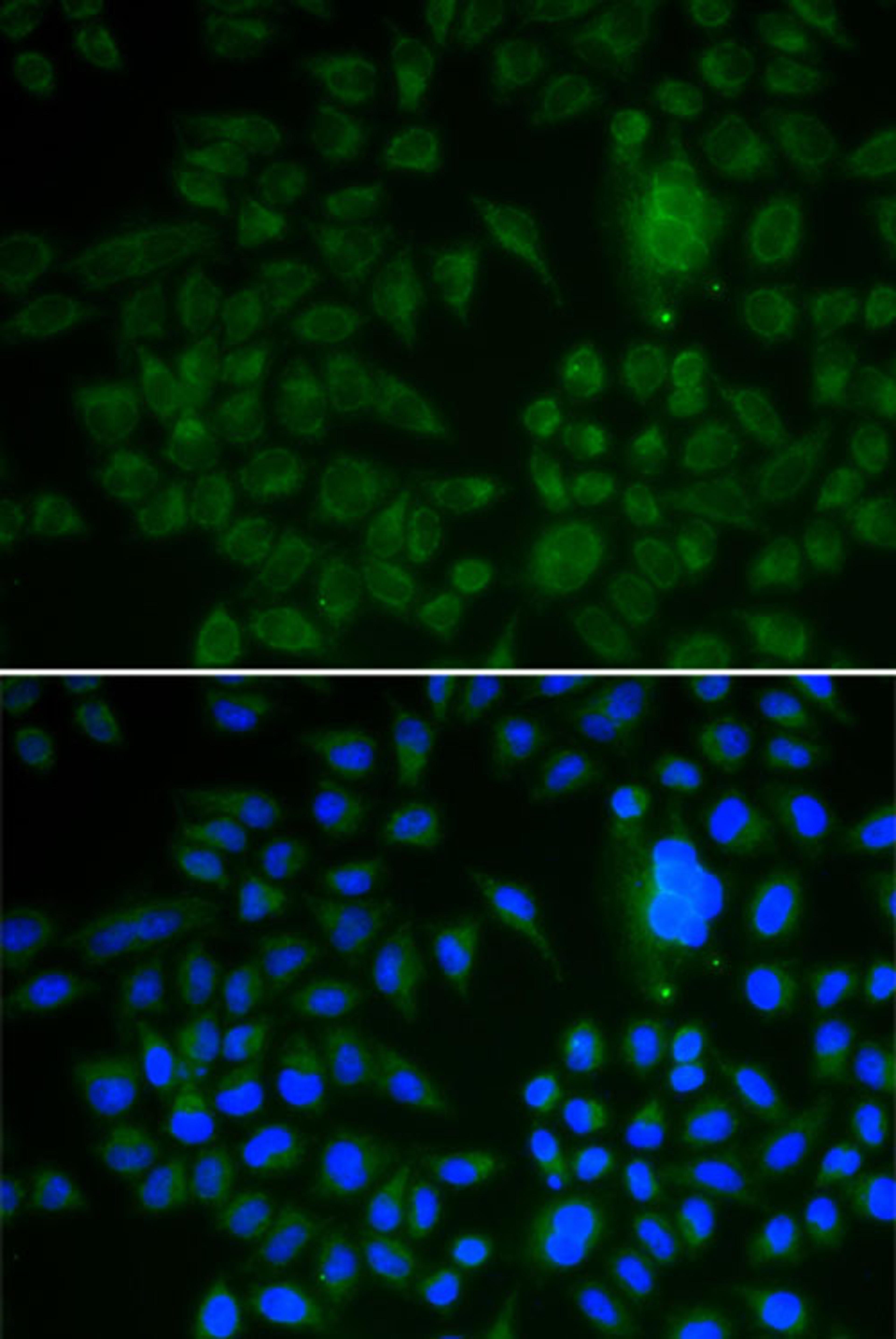 Immunofluorescence - LRP1 antibody (A13509)