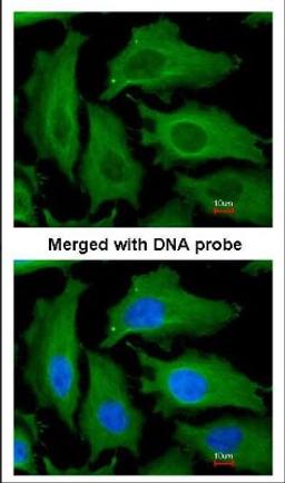 Immunocytochemistry/Immunofluorescence: DECR1 Antibody [NBP1-33103] - Analysis of paraformaldehyde-fixed HeLa, using NBP1-33103.