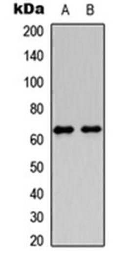 Western blot analysis of HeLa (Lane 1), PC12 (Lane 2) whole cell lysates using HABP2 HC antibody