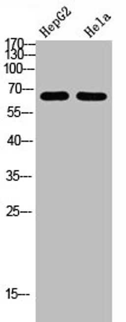 Western Blot analysis of HEPG2 Hela cells using NOP56 Polyclonal Antibody diluted at 1:1000. Secondary antibody was diluted at 1:20000