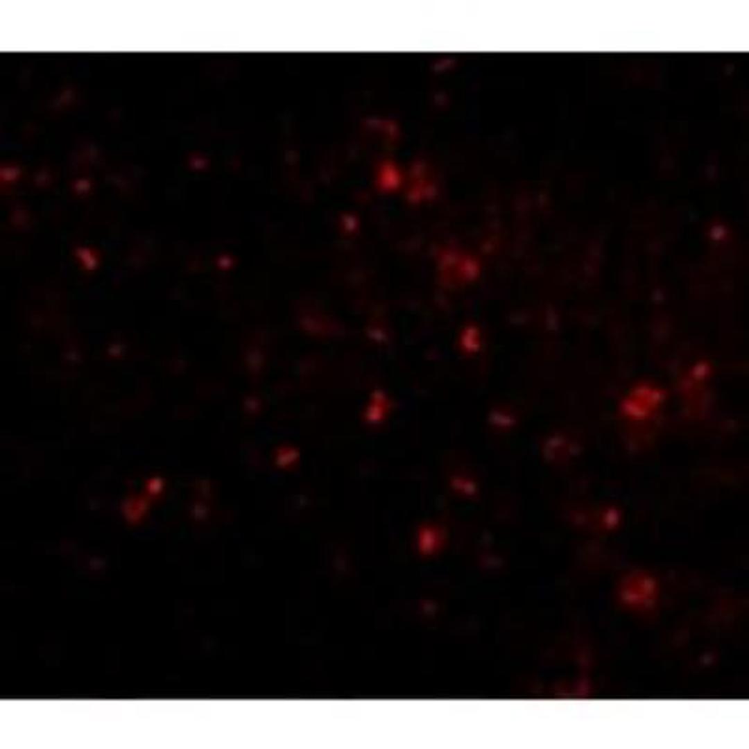 Immunocytochemistry/Immunofluorescence: Orai1 Antibody (3F6H5) [NBP1-75522] - ORAI1 in human spleen cells with ORAI1 antibody at 20 ug/ml.