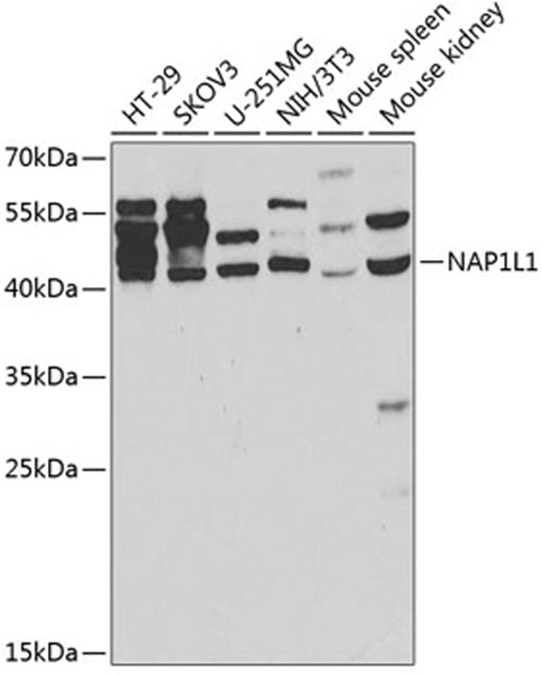 Western blot - NAP1L1 antibody (A2769)