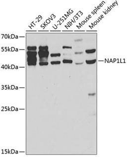 Western blot - NAP1L1 antibody (A2769)