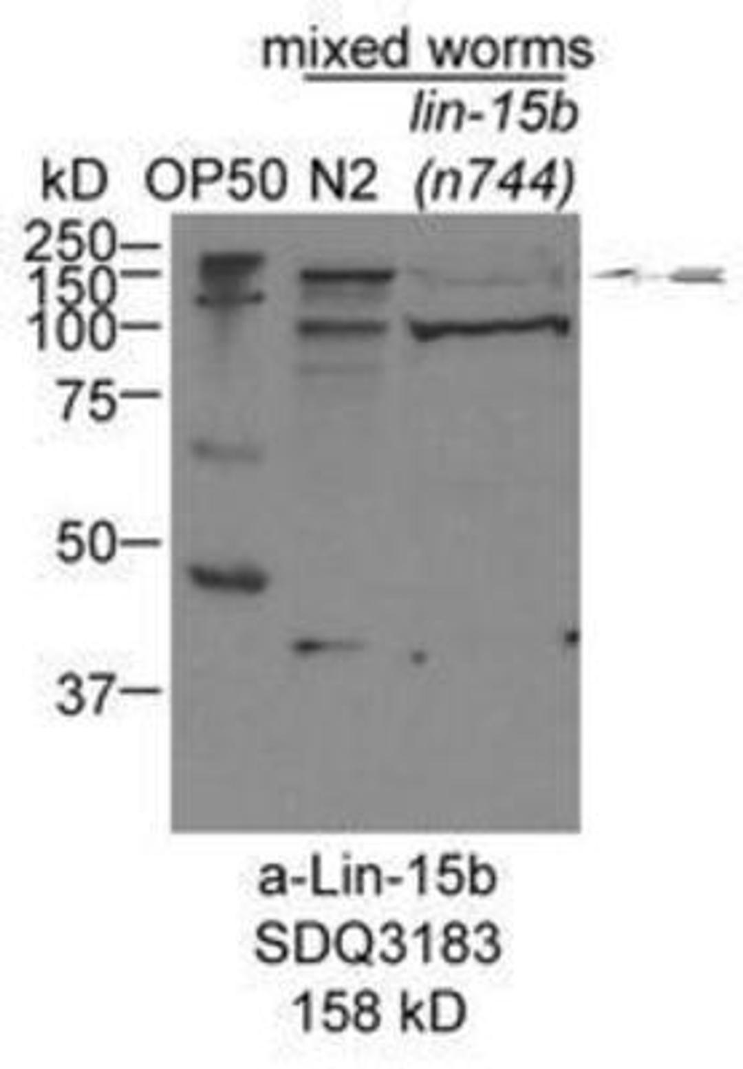 Western Blot: LIN-15B Antibody [45150002] - This image is specific to animal number SDQ3183 Dilution:1:1000 of 0.5 mg/ml stock