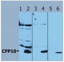 Western Blot: Mycobacterium Tuberculosis CFP10 Antibody [NB110-58737] - Western Blotting analysis (reducing conditions) of recombinant protein CFP10 using polyclonal anti-CFP10 antibody. Lane 1, 3, 5: cell lysates of non-transfected E. coli (negative controls). Lane 2, 4, 6: cell lysate of CFP10-transfected E. coli; dilution (2) 0.5 ug/ml, (4) 0.2 ug/ml, (6) 0.1 ug/ml; detection with Donkey anti-rabbit / HRP secondary antibody.