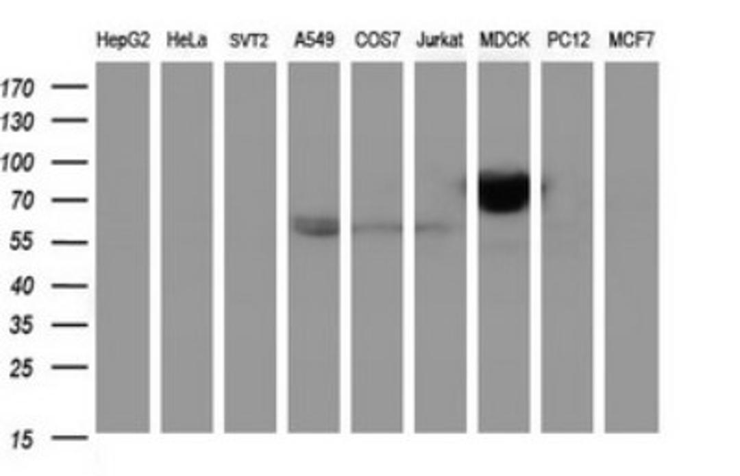 Western Blot: ICAM-3/CD50 Antibody (1E7) [NBP2-46010] - Analysis of extracts (35ug) from 9 different cell lines by using ICAM3 monoclonal antibody (HepG2: human; HeLa: human; SVT2: mouse; A549: human; COS7: monkey; Jurkat: human; MDCK: canine; PC12: rat; MCF7: human).