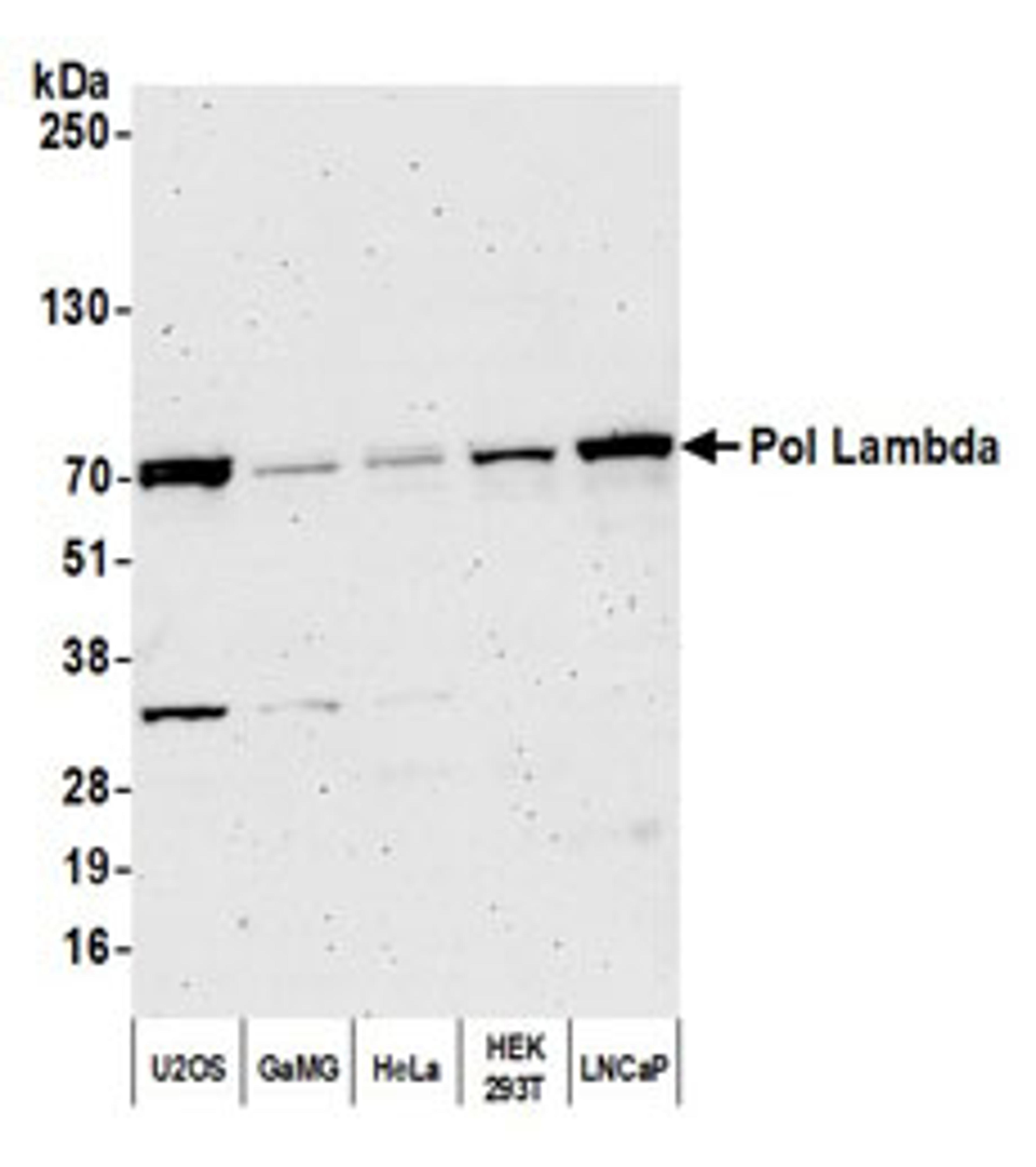 Detection of human Pol Lambda by western blot.