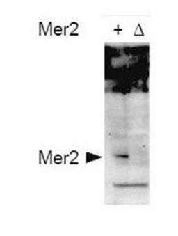 Western blot analysis of Mer2 in whole cell extracts using Mer2 (phospho-S30) antibody