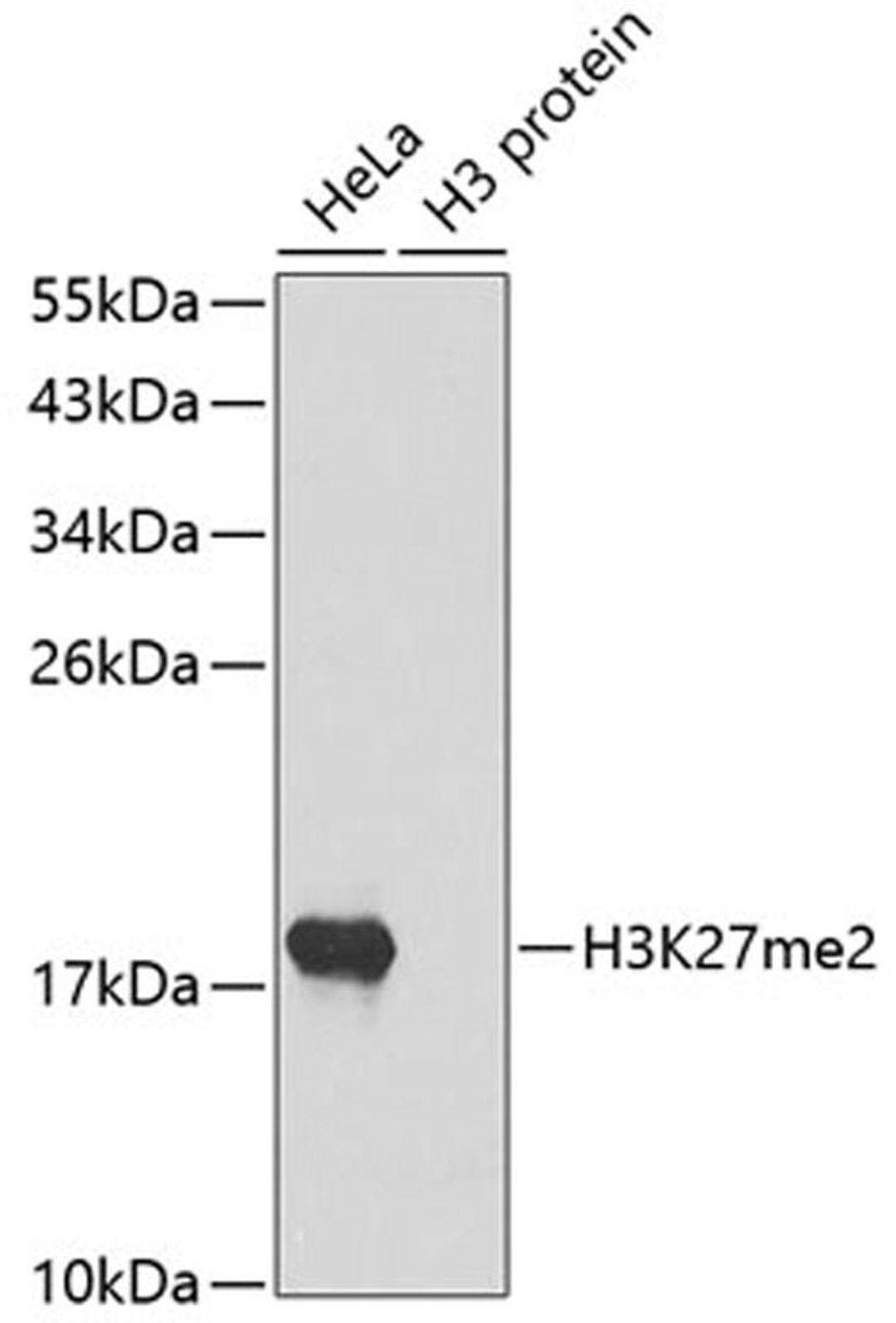 Western blot - DiMethyl-Histone H3-K27 antibody (A2362)