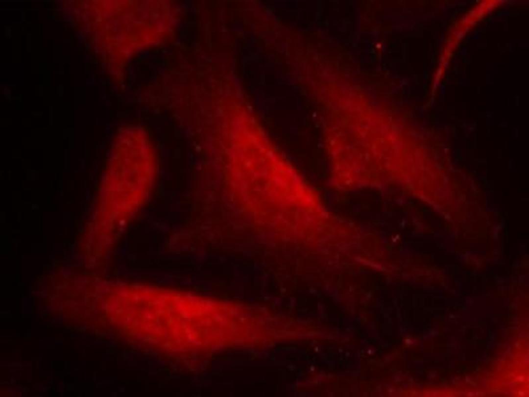 Immunocytochemistry/Immunofluorescence: CDC25C [p Ser216] Antibody [NB100-81841] - Staining of methanol-fixed Hela cells using CDC25C [p Ser216] Antibody.