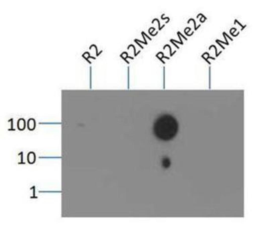 Dot Blot: Histone H3 [Asym-dimethyl Arg2] Antibody [NB21-1002] - Dot blot analysis of Histone H3 [Asym-dimethyl Arg2] in picomoles of peptide.