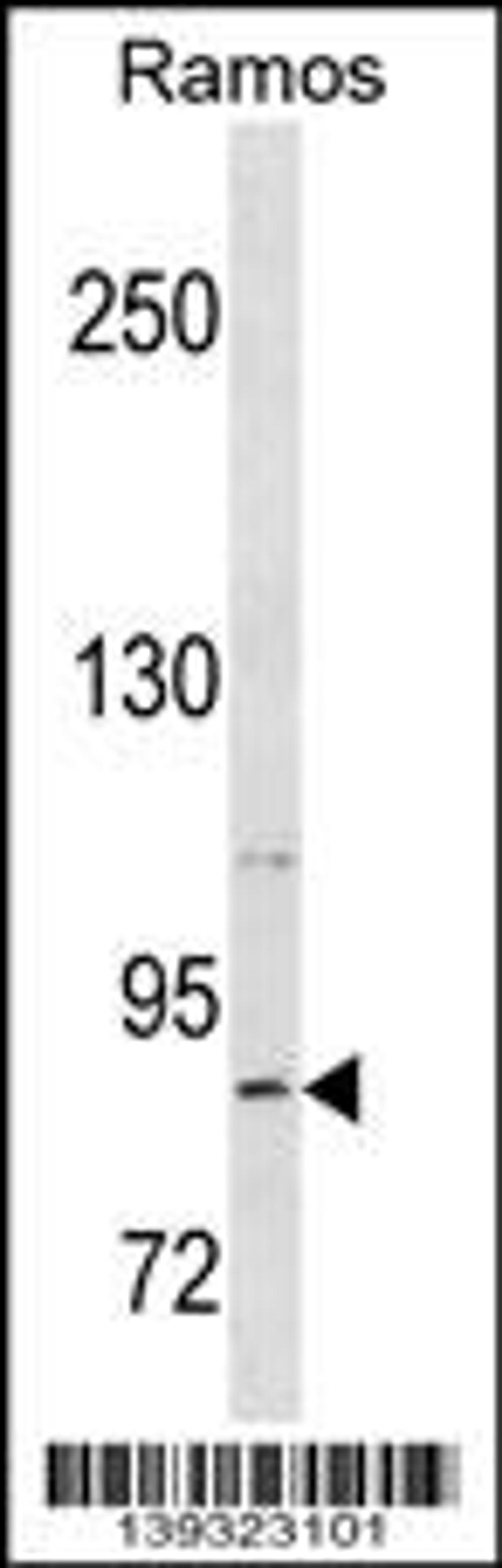 Western blot analysis in Ramos cell line lysates (35ug/lane).