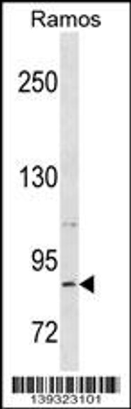 Western blot analysis in Ramos cell line lysates (35ug/lane).